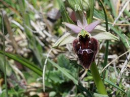 1_Ophrys_promontori